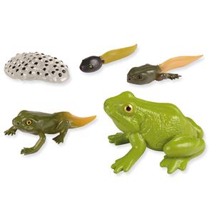 1_Produkt\3xxx\303145_1_Lebenszyklus_Frosch.jpg
