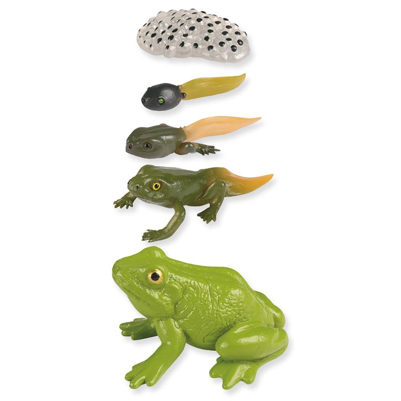 1_Produkt\3xxx\303145_2_Lebenszyklus_Frosch.jpg