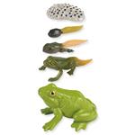 1_Produkt\3xxx\303145_2_Lebenszyklus_Frosch.jpg