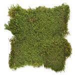 1_Produkt\6xxx\602752_1_Moos_Platte.jpg