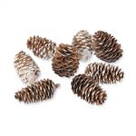 1_Produkt\6xxx\602876_1_Zapfen_natur_weiss.jpg