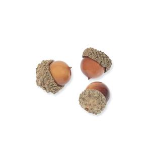 1_Produkt\6xxx\603389_Eicheln.jpg